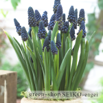 ﾑｽｶﾘ　ﾊﾟﾗﾄﾞｸｻﾑ